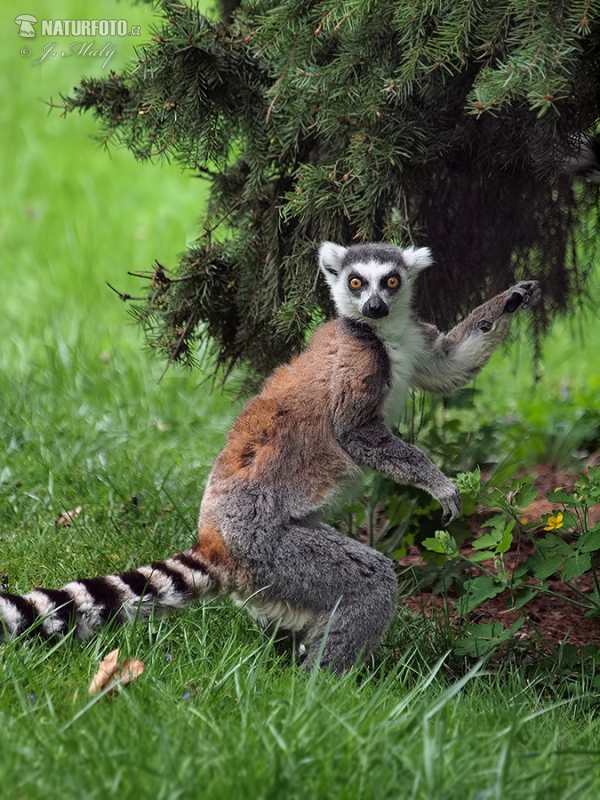 Ring-tailed lemur (Lemur catta)