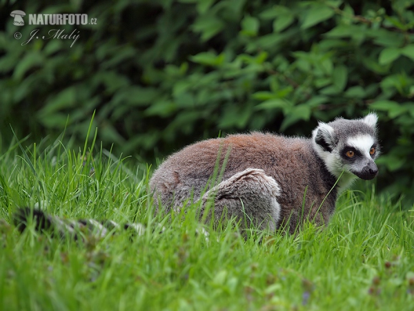 Ring-tailed lemur (Lemur catta)