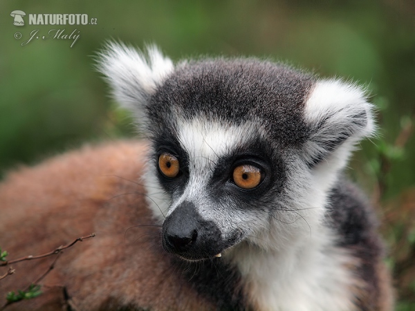Ring-tailed lemur (Lemur catta)