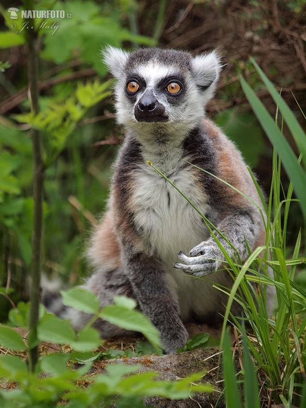 Ring-tailed lemur (Lemur catta)