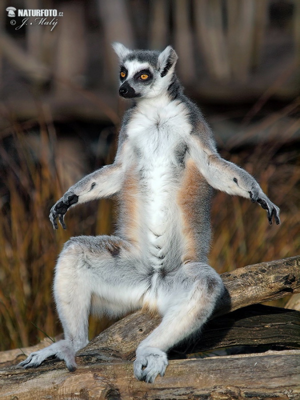 Ring-tailed lemur (Lemur catta)