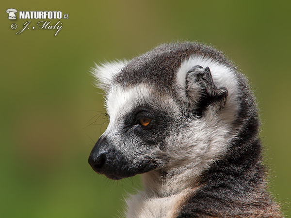 Ringhalelemur