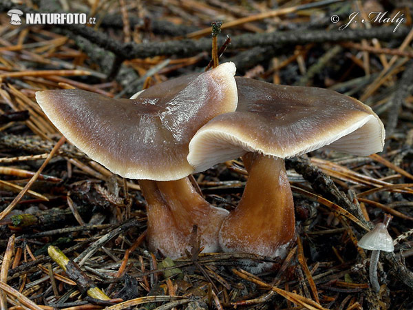 roodbruine botercollybia