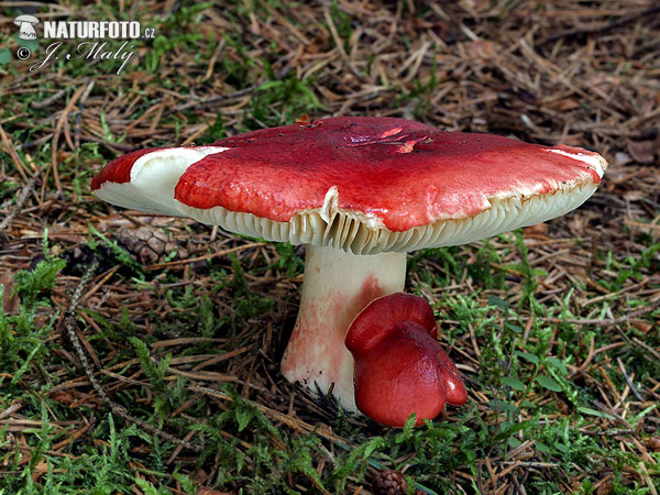 roodsteelrussula