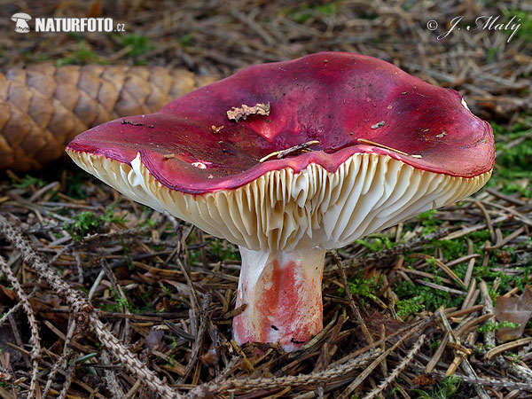 roodsteelrussula