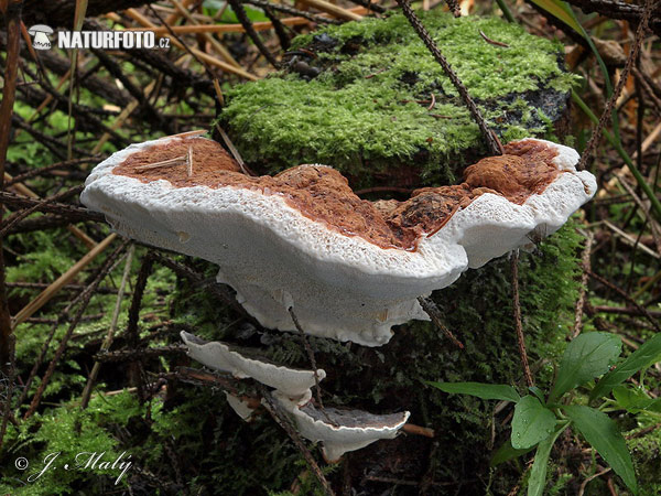 Root Rot Mushroom (Heterobasidion annosum)