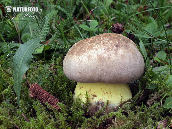 Rooting Bolete Mushroom (Boletus radicans)