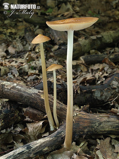 Rooting Shank Mushroom (Xerula radicata)