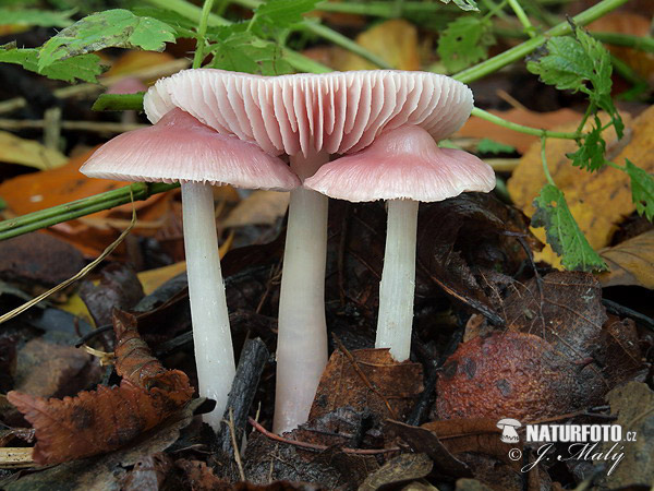 Rosy Bonnet Mushroom (Mycena rosea)