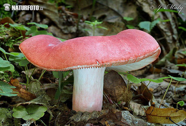 Rosy Brittlegill Mushroom (Russula rosea)