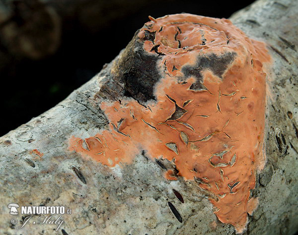Rosy Crust Mushroom (Peniophora incarnata)