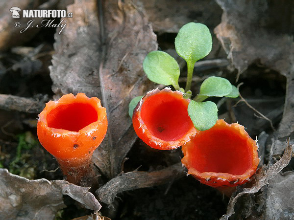 Rosy Goblet Mushroom (Microstoma protractum)