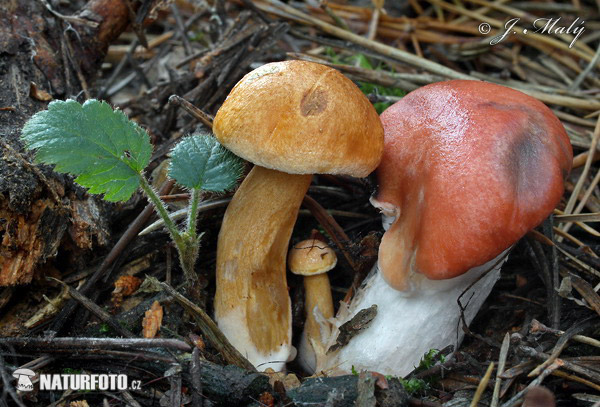 Rosy Spike-cap Mushroom (Gomphidius roseus)