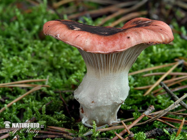 Rosy Spike-cap Mushroom (Gomphidius roseus)