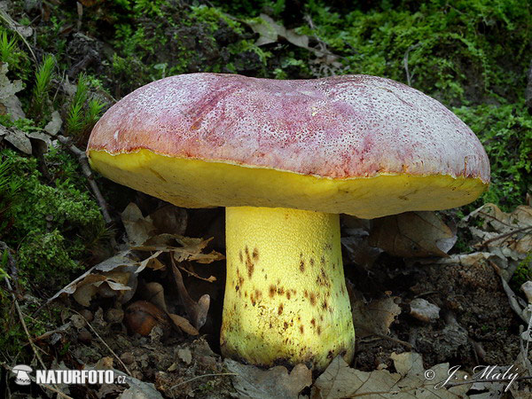 Royal Bolete Mushroom (Boletus regius)