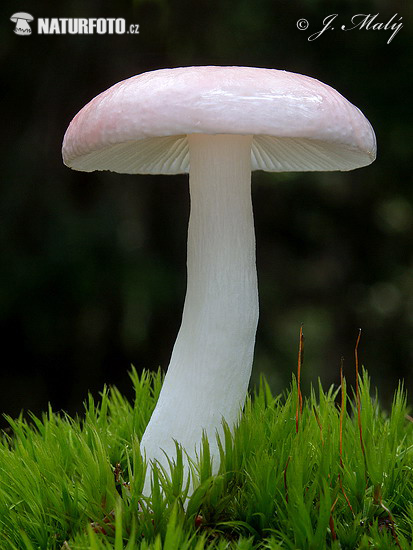 roze berkenrussula