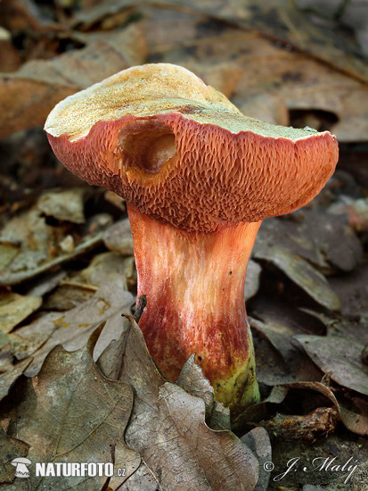 Rubinoboletus rubinus