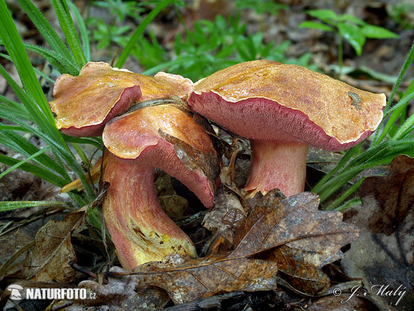 Rubinoboletus rubinus Mushroom (Rubinoboletus rubinus)