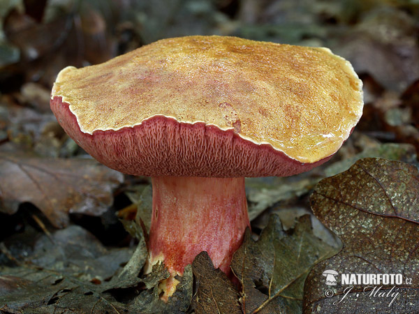 Rubinoboletus rubinus Mushroom (Rubinoboletus rubinus)