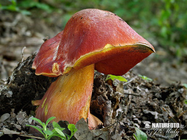 Rubroboletus dupainii