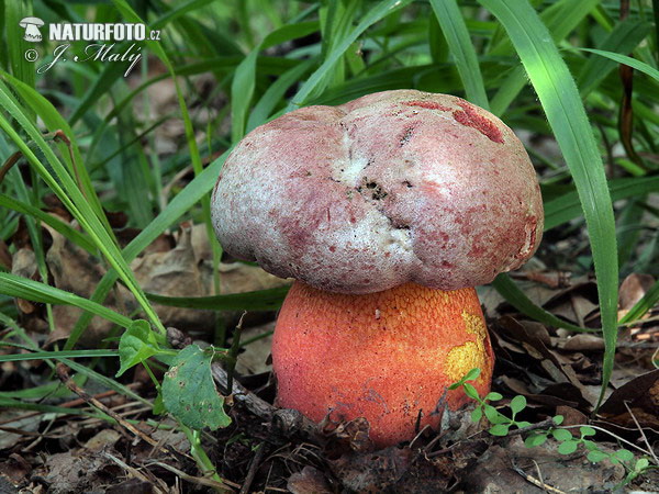 Rubroboletus legaliae