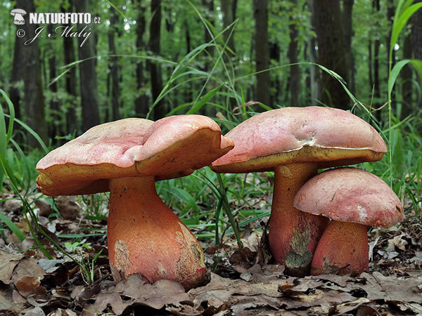 Rubroboletus legaliae