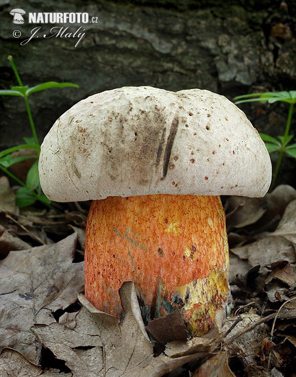 Rubroboletus legaliae