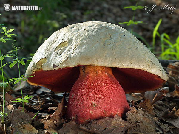 Rubroboletus satanas