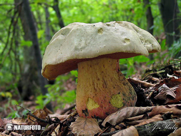 Rubroboletus satanas