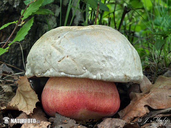 Rubroboletus satanas