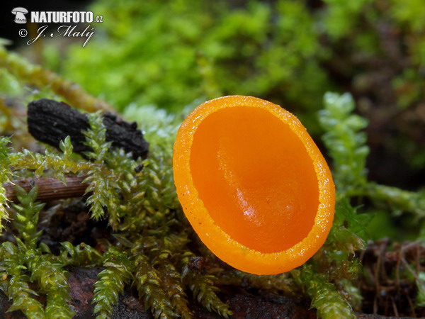 Ruby Elfcup - orange form Mushroom (Sarcoscypha coccinea var. aurantiaca)