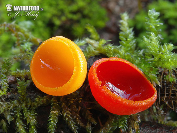 Ruby Elfcup Mushroom (Sarcoscypha coccinea)