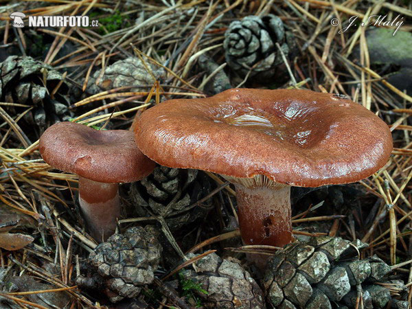 Rufous Milkcap Mushroom (Lactarius rufus)
