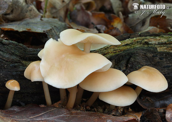 Russet Toughshank Mushroom (Gymnopus dryophilus)