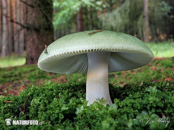 Russula aeruginea