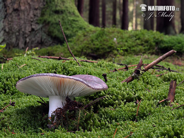 Russula cyanoxantha