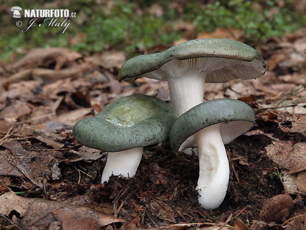 Russula cyanoxantha f. peltereaui