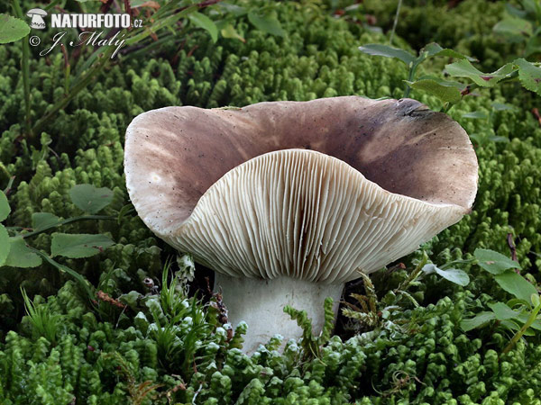 Russula densifolia