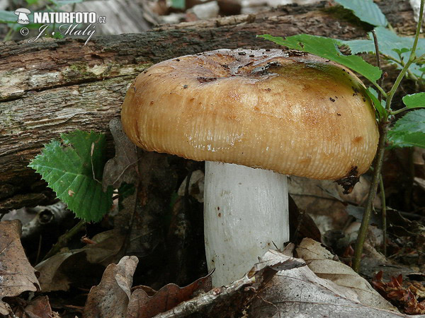 Russula foetens