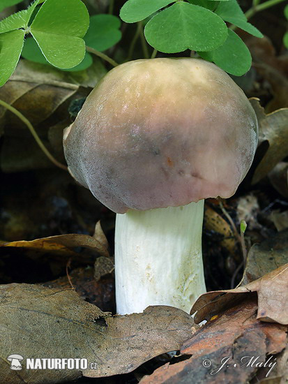 Russula grisea