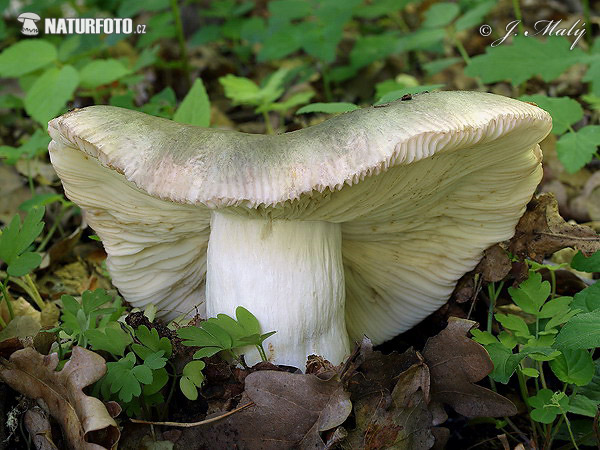 Russula grisea