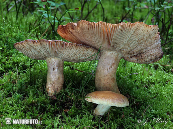 Russula illota