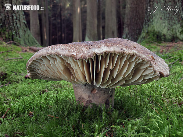 Russula nigricans