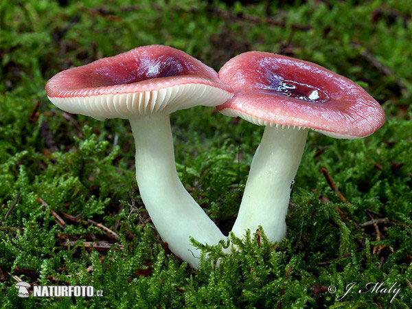 Russula nitida