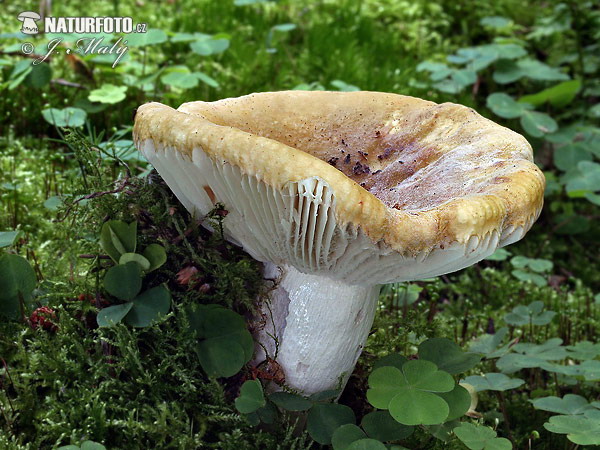 Russula ochroleuca