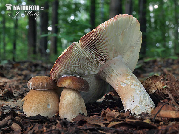 Russula olivacea