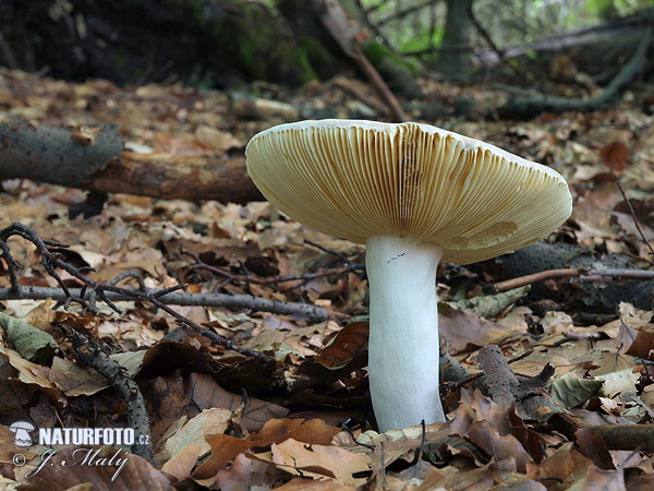 Russula olivacea