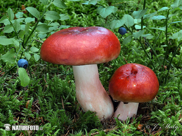 Russula paludosa