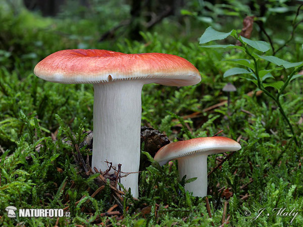 Russula paludosa