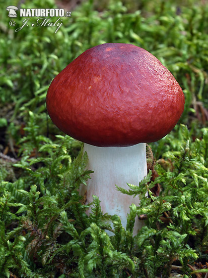 Russula paludosa